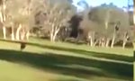 Funny Video : Golfer verfolgt von Känguru