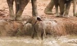 Lustiges Video - Elefantenbaby mit kleinem Problem