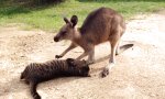 Die Katze und das Känguru