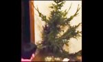 Funny Video : Furztrockener Weihnachtsbaum