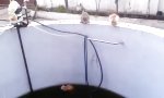 Lustiges Video : Die Katzen und der Pool