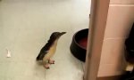 Lustiges Video : Cookie der Mini-Pinguin
