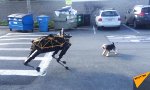 Hund trifft Robo-Hund