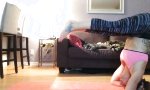 Funny Video : Vom Yoga-Kopfstand zum Katzen-Faceplant