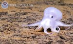 Geisterhafter Oktopus gesichtet