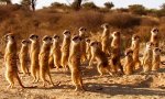 Funny Video : Vogel trickst Erdmännchen aus