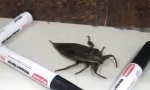Lustiges Video : Kleiner Käfer zu Besuch