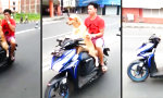 Hund fährt Scooter