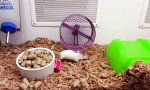 Lustiges Video - Improvisiertes Hamsterrad