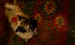 Funny Video : Pug Party!