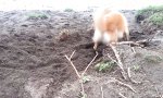 Hund lernt Hund zu sein