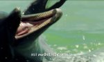 Delfine und ihre schmutzigen Tricks 