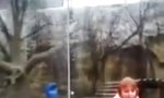 Movie : Kehre einem Tiger nie den Rücken