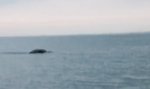 Lustiges Video : Monster von Loch Ness auf Kamera
