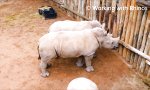Wenn Nashorn-Babys die Milch ausgeht