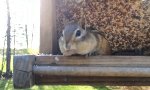 Funny Video : Beim Klauen erwischt                 