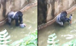 Gorilla beschützt Kleinkind