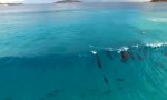 Delfine surfen vor australischer Küste