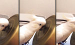 Kakadu mit Rhythmus im Schnabel