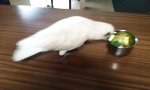 Funny Video : Broccoli ist lecker oder?