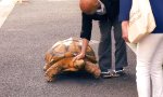 Mit der Schildkröte Gassi gehen