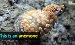 Lustiges Video : Seltsame Kreaturen der Tiefsee