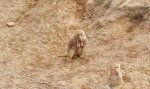 Lustiges Video - Sack am Kinn