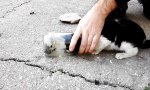 Movie : Kitten Rescue