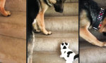 Funny Video - Treppensteig-Hilfe