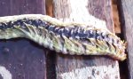 Movie : Alien-Wurm