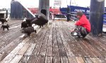 Lustiges Video : Fütterung der gefiederten Raubtiere