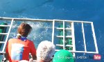 Lustiges Video : Hai kommt zum Kuscheln in den Käfig