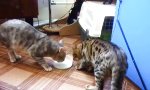 Lustiges Video - Milchschieber
