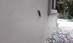 Funny Video : Highspeed-Schnecke