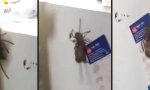 Movie : Huntsman hat Maus gefangen