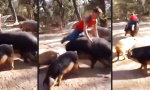 Funny Video : Schweinereiten