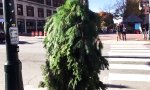 Funny Video : Menschlicher Weihnachtsbaum sorgt für Ärger