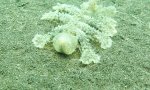 Lustiges Video : Seegurkige Schneckenqualle