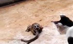 Katze vs Schlange vs Frosch