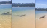 Funny Video - Fischen nicht erlaubt!