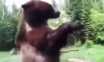 Lustiges Video - Grizzly entdeckt Wassersprinkler