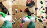 Muschi an der Kletterwand