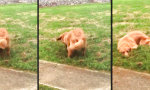 Lustiges Video : Hund und sein Schützengraben