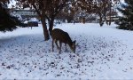 Lustiges Video : Moderne Wildbeobachtung