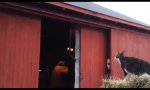 Funny Video : Der große Sprung auf’s Scheunendach