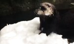 Funny Video : Der erste Schnee im Zoo