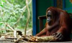 Lustiges Video : Orangutan Säge-Duell