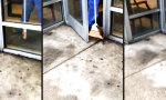 Ratte lässt sich nicht rauswerfen
