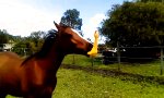 Movie : Pferd tobt sich an Gummihuhn aus