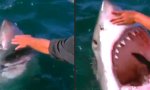 Lustiges Video : Fischchen streicheln
